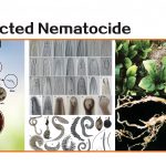 Plant Extracted Nematocide
