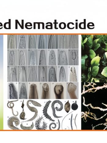 Plant Extracted Nematocide