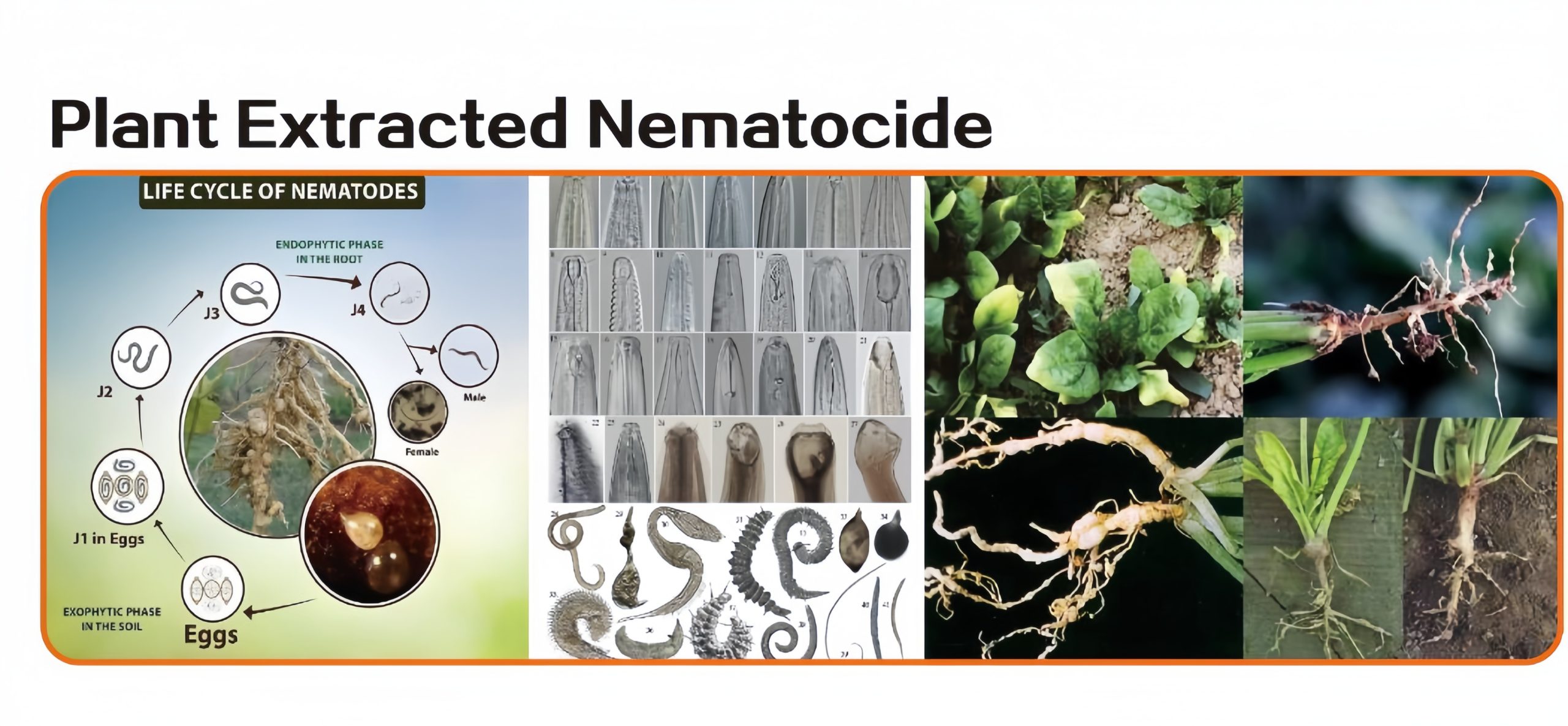 Plant Extracted Nematocide
