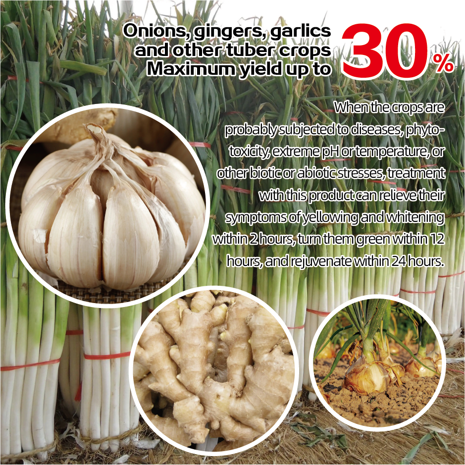 Patented P.D.V - 图片 2